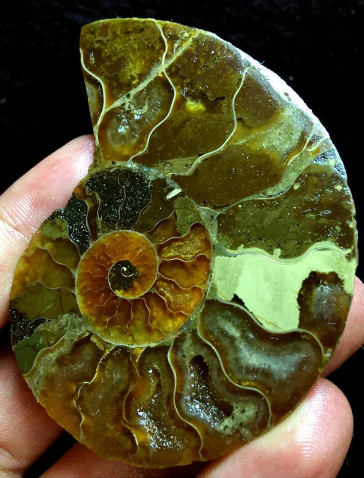 Ammonite Fossil Shell